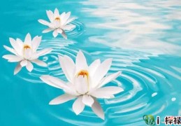 什么叫八字格局清纯