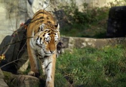 2024年属虎的人运势解读