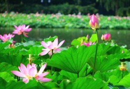 莲花的风水作用