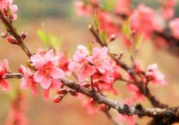 如何判断八字带哪种桃花