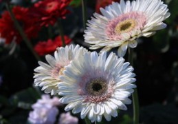 八字算命学业技巧