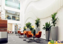 办公室摆放绿植风水