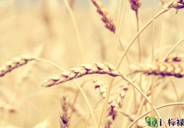 八字食神格详解，食神格论命口诀