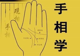 手掌入门基础知识全解