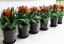 办公室放什么花风水好