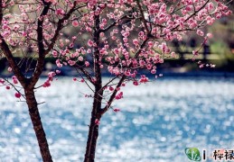 ​八字神煞咸池桃花吉凶查法