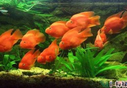 男女双方本命年可以结婚吗（男女双方本命年可以结婚吗好吗）