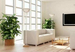 家里客厅种什么植物催财