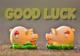 2024年最强的生肖猪女（2024年生肖猪运势完整版）