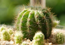 养带刺的植物风水好吗