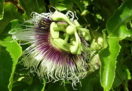 属羊人的文昌贵人属相,命理中的贵人怎么区分