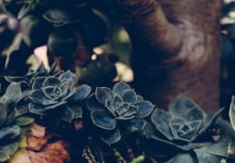 什么八字的人占佛道（什么八字的人占佛道多）