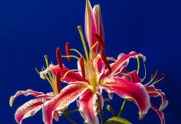 院子里种什么果树风水最好（院子里种什么果树风水最好呢）