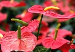 红掌的风水寓意