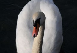 未命名（未命名的鹅游戏）