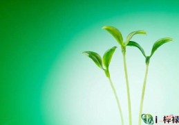 八字走比肩运好吗