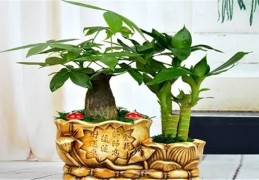 发财树怎么摆放能旺财