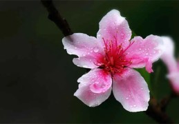 八字神煞桃花是什么意思详解