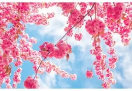 怎样加强桃花运