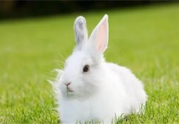 2011年出生的人命好吗