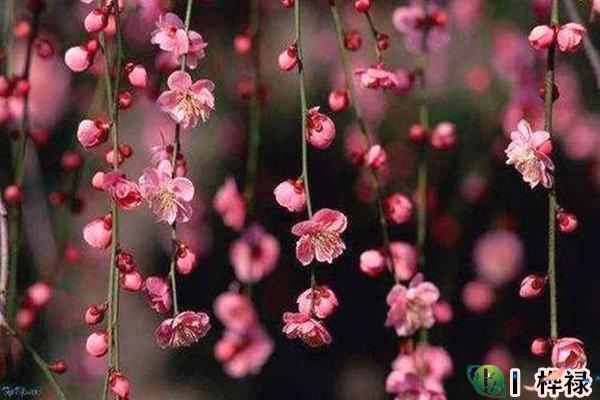 八字有哪些桃花神煞-桦玺易学网 八字有哪些桃花神煞-桦玺易学网