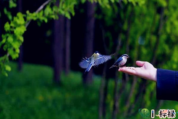 纳音五行断命口诀,八字纳音五行很重要吗-桦玺易学网 纳音五行断命口诀,八字纳音五行很重要吗-桦玺易学网