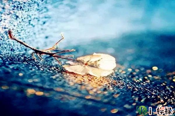 伤官与十神吉凶论断-桦玺易学网 伤官与十神吉凶论断-桦玺易学网