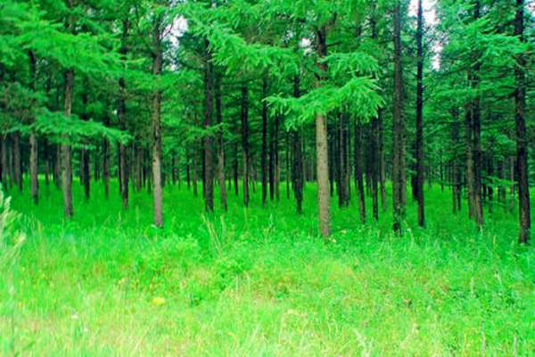 最全的五行木详解-桦玺易学网 最全的五行木详解-桦玺易学网