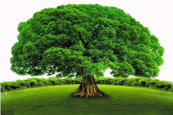 最全的五行木详解-桦玺易学网 最全的五行木详解-桦玺易学网