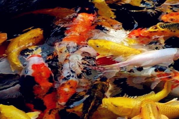 居家宜养风水鱼种类及宜养数量-桦玺易学网 居家宜养风水鱼种类及宜养数量-桦玺易学网