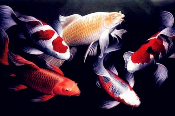 居家宜养风水鱼种类及宜养数量-桦玺易学网 居家宜养风水鱼种类及宜养数量-桦玺易学网