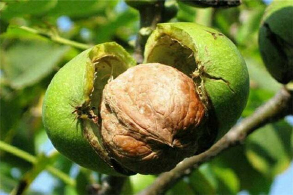 庭院里种核桃树风水讲究-桦玺易学网 庭院里种核桃树风水讲究-桦玺易学网