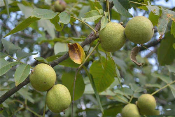 庭院里种核桃树风水讲究-桦玺易学网 庭院里种核桃树风水讲究-桦玺易学网