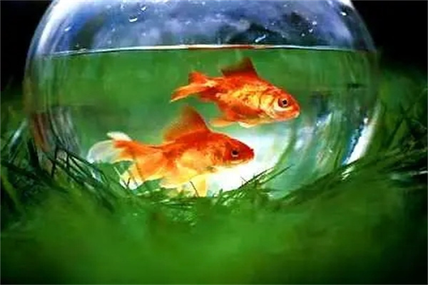 住宅客厅宜养风水鱼种类-桦玺易学网 住宅客厅宜养风水鱼种类-桦玺易学网