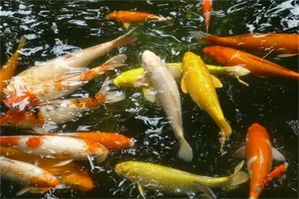 住宅客厅宜养风水鱼种类-桦玺易学网 住宅客厅宜养风水鱼种类-桦玺易学网