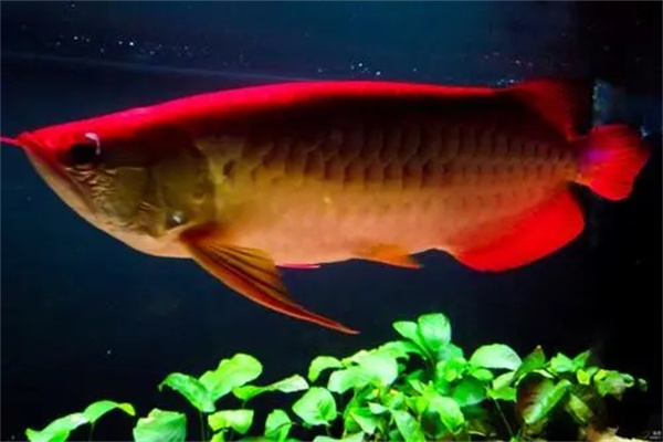 家里养金龙鱼风水寓意-桦玺易学网 家里养金龙鱼风水寓意-桦玺易学网