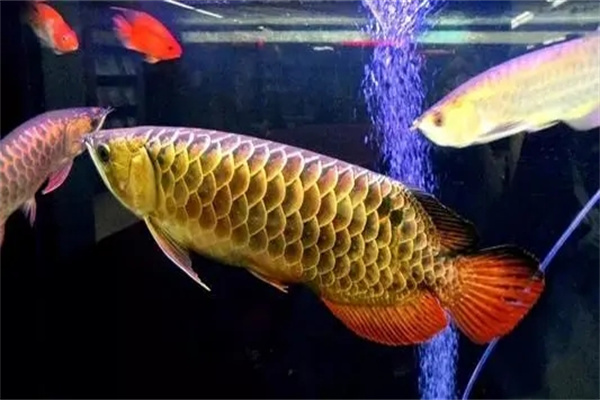 家里养金龙鱼风水寓意-桦玺易学网 家里养金龙鱼风水寓意-桦玺易学网