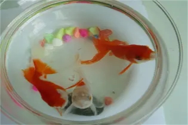 八字断你适不适合养鱼-桦玺易学网 八字断你适不适合养鱼-桦玺易学网