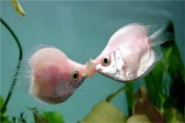 八字断你适不适合养鱼-桦玺易学网 八字断你适不适合养鱼-桦玺易学网