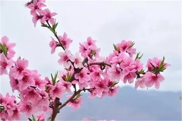 八字测桃花运铁口断口诀-桦玺易学网 八字测桃花运铁口断口诀-桦玺易学网