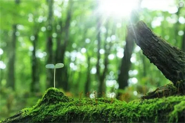 八字中五行缺木的人命好吗-桦玺易学网 八字中五行缺木的人命好吗-桦玺易学网