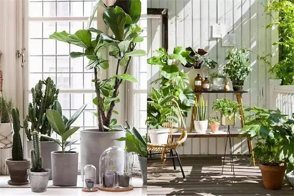 家居植物吉凶风水禁忌-桦玺易学网 家居植物吉凶风水禁忌-桦玺易学网