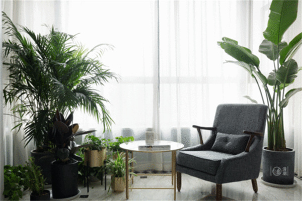 家居植物吉凶风水禁忌-桦玺易学网 家居植物吉凶风水禁忌-桦玺易学网