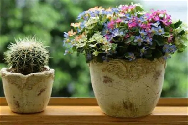 家里养花需要注意的风水讲究与禁忌(家里养花需要注意的风水讲究与禁忌有哪些)-桦玺易学网 家里养花需要注意的风水讲究与禁忌(家里养花需要注意的风水讲究与禁忌有哪些)-桦玺易学网