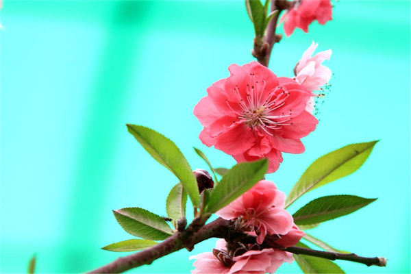 桃花极旺的八字(桃花极旺的八字是什么)-桦玺易学网 桃花极旺的八字(桃花极旺的八字是什么)-桦玺易学网