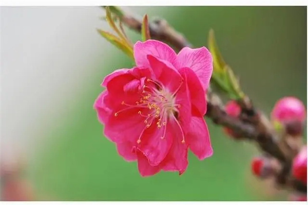 桃花极旺的八字(桃花极旺的八字是什么)-桦玺易学网 桃花极旺的八字(桃花极旺的八字是什么)-桦玺易学网