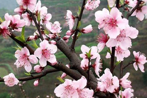 八字命理中的19种桃花(八字命理中的19种桃花是什么)-桦玺易学网 八字命理中的19种桃花(八字命理中的19种桃花是什么)-桦玺易学网