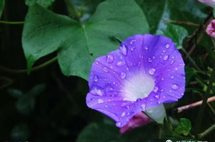 什么叫牵牛煞-桦玺易学网 什么叫牵牛煞-桦玺易学网