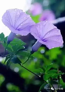 什么叫牵牛煞-桦玺易学网 什么叫牵牛煞-桦玺易学网