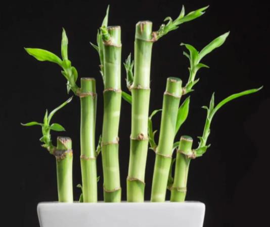 提升事业运的住宅风水有哪些-桦玺易学网 提升事业运的住宅风水有哪些-桦玺易学网